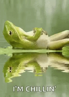 Frog Chilling On A Pond GIF