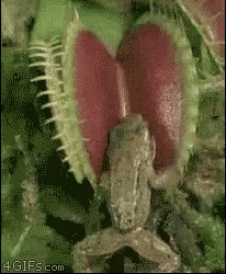 Frog Climbing Up On A Venus Fly Trap GIF