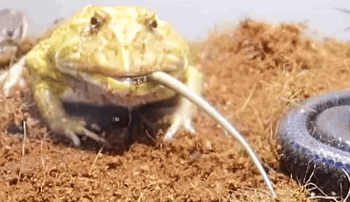 Frog Drinking Water From Hose