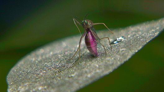 Frog Eat Mosquito GIF