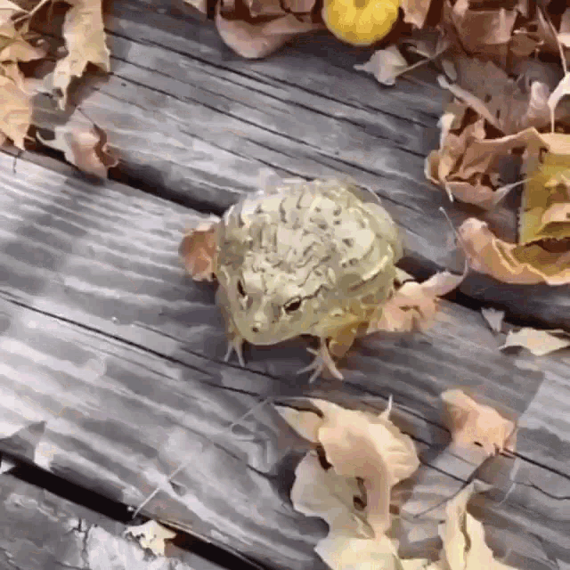 Frog Fail Jump GIF
