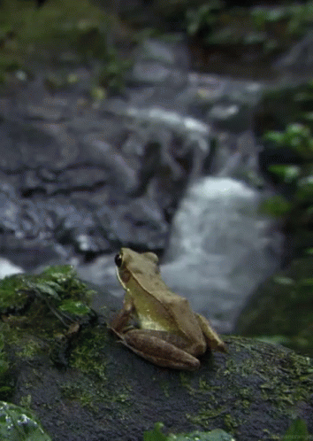 Frog From Http://Headlikeanorange.Tumblr.Com/ GIF
