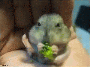 Frog Held In Hand With Jj.am GIF
