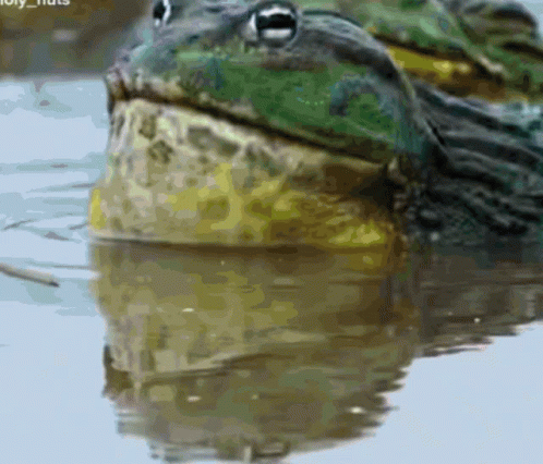Frog In Water Saying Holy Fruits GIF