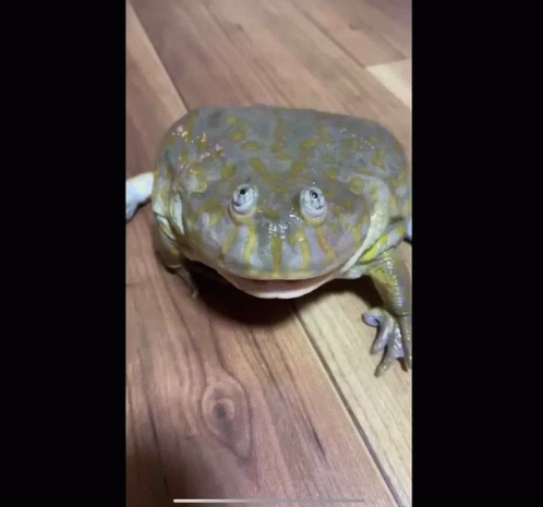 Frog Looking At Camera GIF