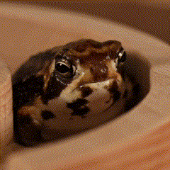 Frog Looking Out of Hole