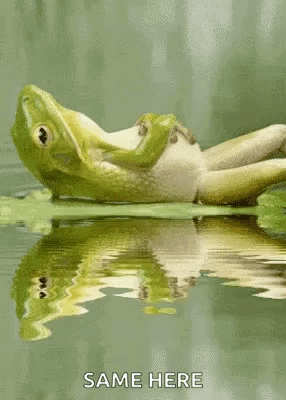 Frog Lying On Lily Pad Reflection GIF