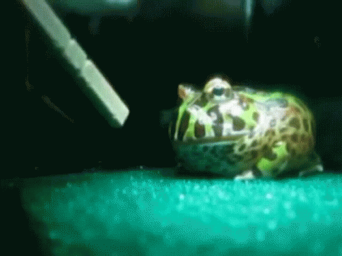 Frog On Green Surface In Water GIF