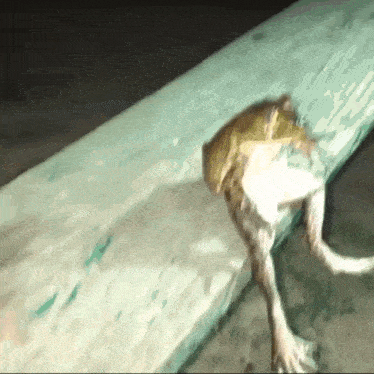 Frog Sitting Gif GIF