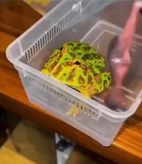 Frog Sitting In Plastic Container GIF