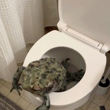 Frog Sitting In Toilet GIF