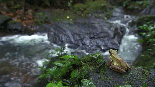 Frog Sitting on Rock in Front of Waterfall