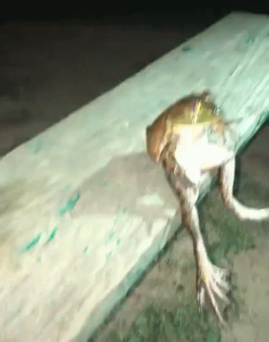Frog Sitting On Rock In Pond GIF