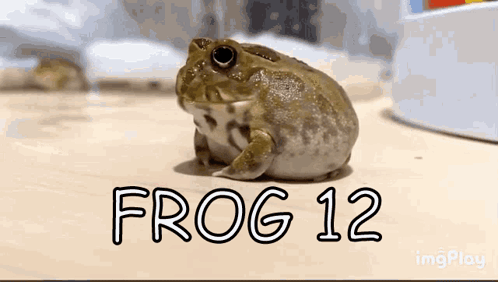 Frog Sitting On Table With Frog 12 GIF