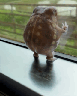 Frog Standing on Window Sill