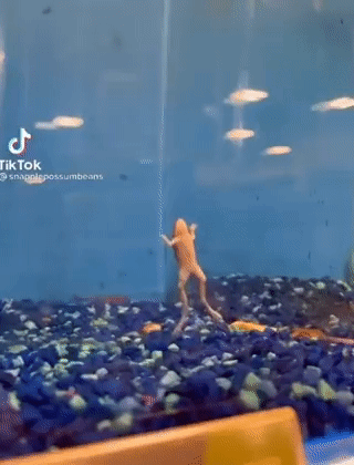 Frog Swimming in Fish Tank