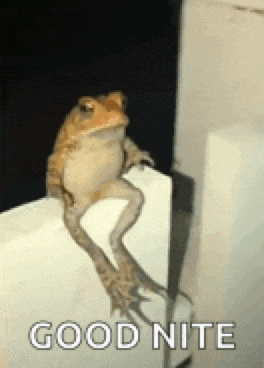 Frog Toad Meme GIF