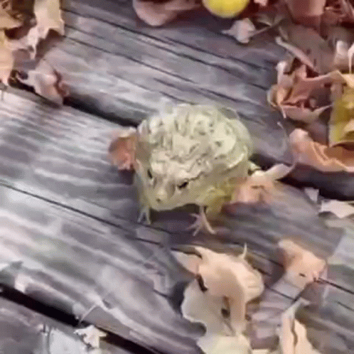 Frog Walking on Wooden Deck with Leaves