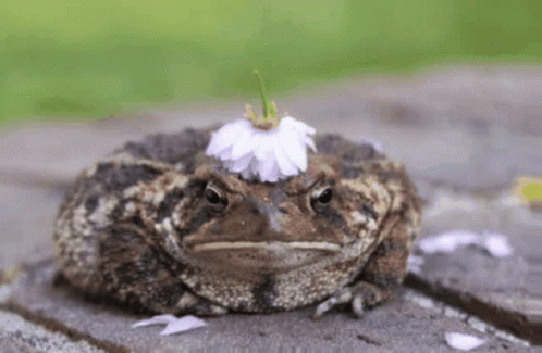 Frog With Flower on Head
