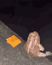 Frog With Snacks GIF