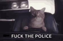 Fuck The Police Cat Driving Fast GIF