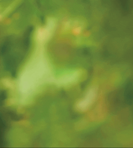 Fugini Tomato Sauces Commercial GIF