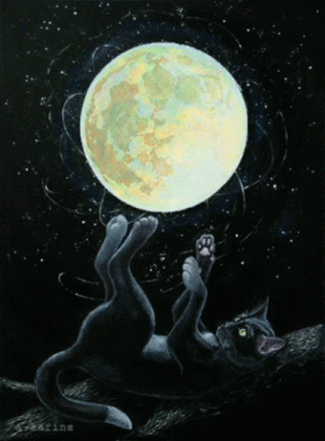 Full Moon Black Cat GIF