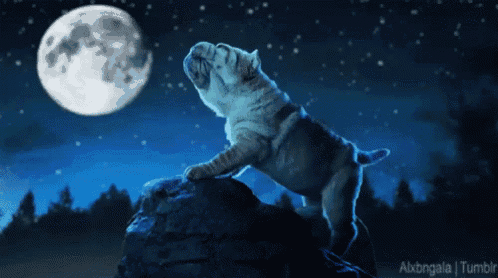 Full Moon Gif GIF