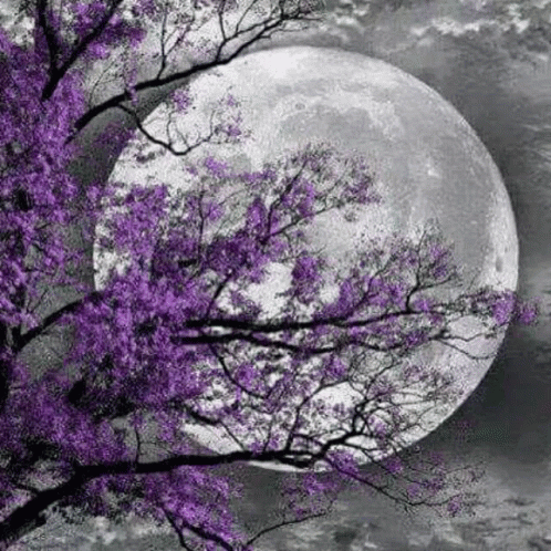 Full Moon With Purple Flowers GIF