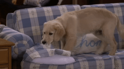 Fuller House Dog Destroying Pillow GIF