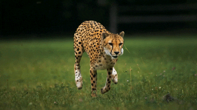 Fun Animal Cheetah Running And Jumping Fast GIF