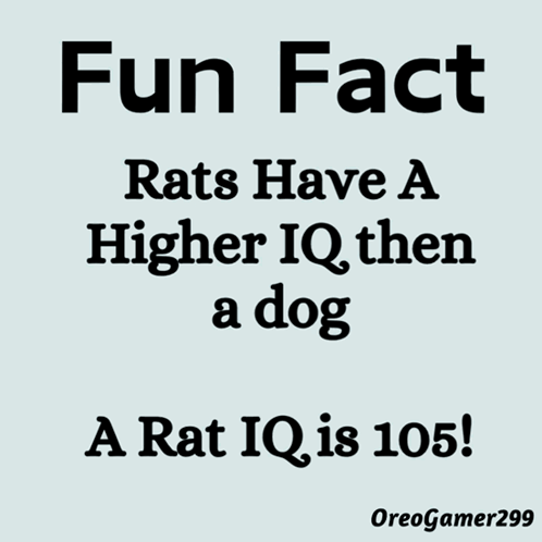 Fun Fact Rats Have Higher IQ Than Dogs GIF