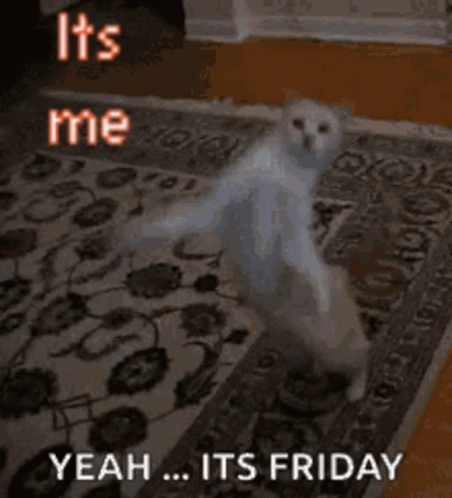 Fun Friday Speedy Cat GIF