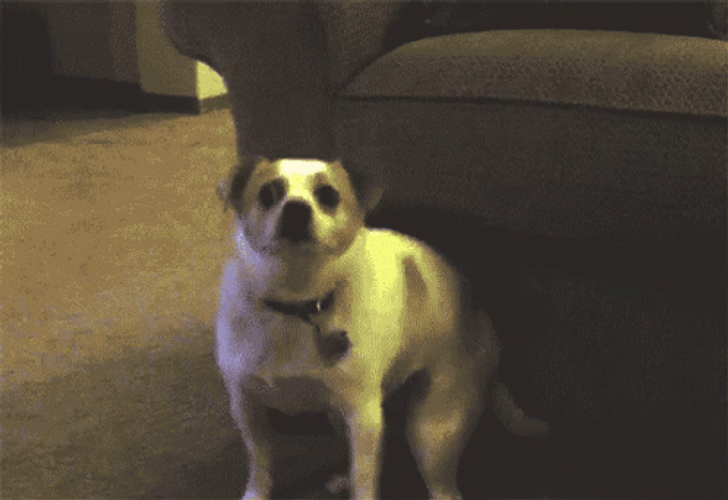 Funky Dancing Dog Moves GIF