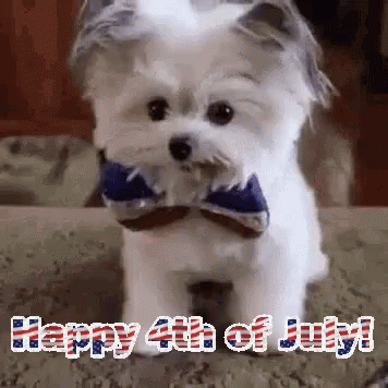 Funny 4th High Five Cute Dog GIF