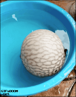 Funny Amazing Pufferfish Deflate GIF