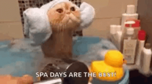 Funny Animals Cat Spa GIF