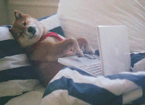 Funny Animals Lidia GIF