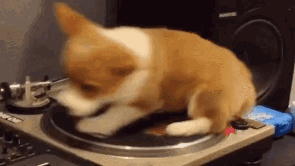 Funny Baby Corgi Twirling GIF