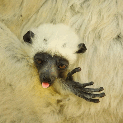 Funny Baby Lemur Sleepy Goodnight GIF