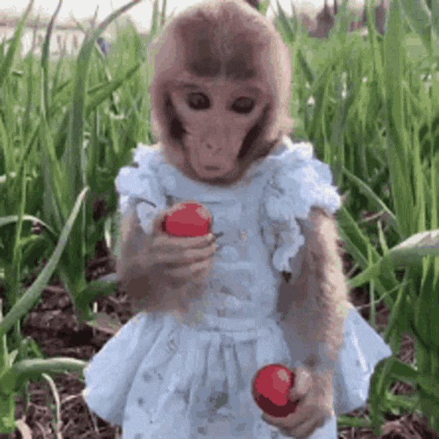 Funny Baby Monkey Eating Apple GIF