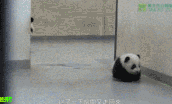 Funny Baby Panda Dragged GIF