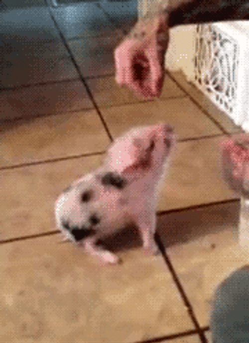 Funny Baby Pig Doing Tricks GIF