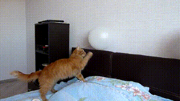 Funny Balloon Pop Scared Cat GIF