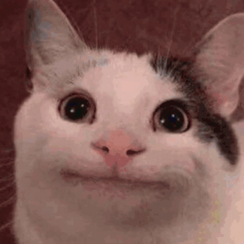 Funny Beluga Cat GIF