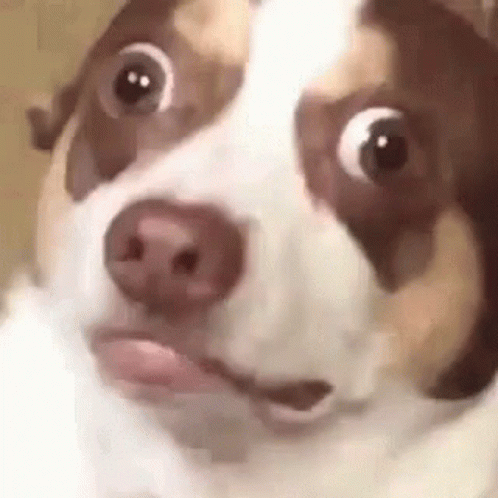 Funny Big Dawg Reaction GIF