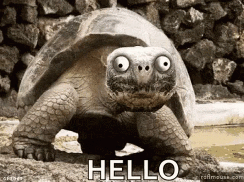 Funny Big Eyed Turtle Hello Meme GIF