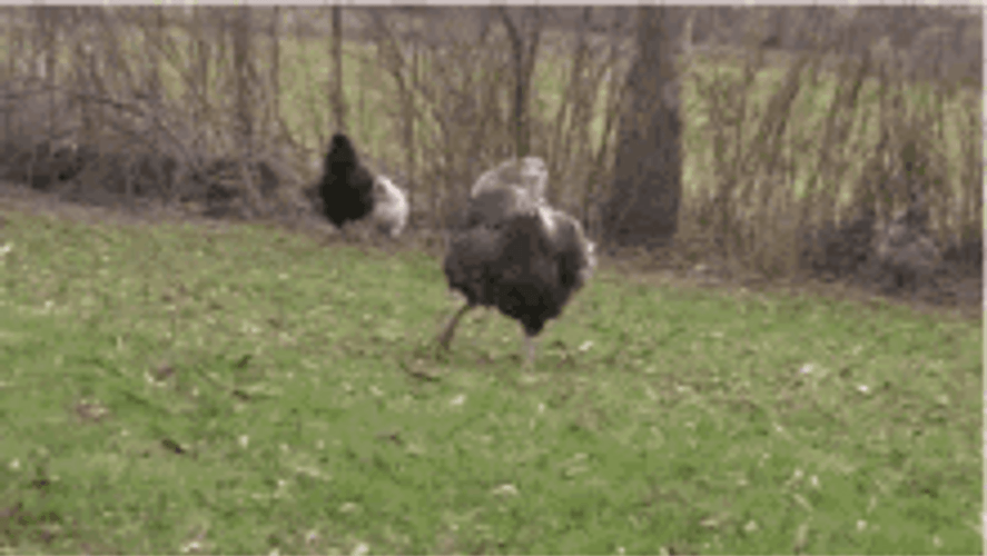 Funny Big Turkey Running To Camera GIF