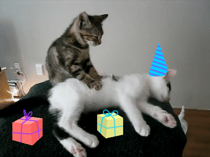 Funny Birthday Cute Cat Massage GIF 