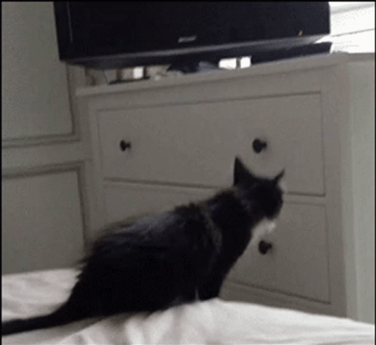 Funny Black Cat Fail Jump GIF